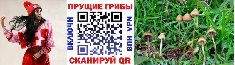 Псилоцибиновые грибы Psilocybine cubensis  darknet наркотические препараты  Верхний Тагил 
